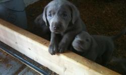 Silver Sage Labradors
We currently have litters of Silver and Charcoal Lab puppies available and ready for thier new homes in July 2011. Each puppy will be UTD on shots, dew claws removed, biosensor "superdog" program is used, and puppies are well