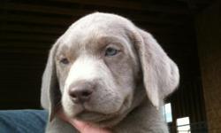 Currently we have Silver Lab Puppies available. They are 4 weeks old and we are now taking deposits. These puppies are big, blocky, and beautiful! If your looking for a top notch puppy with a unique color, these are the dogs for you. All puppies are