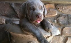Silver Sage Labradors:
Currently we have a litter of big, blocky, beautiful Silver Lab puppies available. The litter is almost 7 weeks old and will be ready for their new homes within the next week.
The litter is from our gorgeous silver female Daisy.