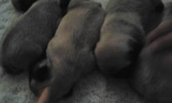 Healthy male pure bred puppies need good homes !