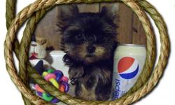 Cute AKC Yorkshire Terrier Female puppy for sale. She was 3 mo old on Jan. 6th 2011. Should be between 5 and 6 lbs when grown. Will drive part way, up to 100 miles. She is home raised. Friendly, and very, very sweet. 918 653-3818