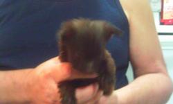 Small chocolate chorkie female weighing 1 lb each. She was born july 28th. Mother is a full blooded yorkie 4 lbs and the father is a full blooded Chihuahua 3 lbs. She been wormed and first shots. If you have any questions call 724-438-3201 or 724-366-5598