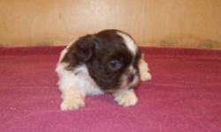 We have several puppies that will be ready for new homes in the next few weeks. All puppies will come with a health guarantee and first shots. We have chocolate and white Shih Tzu, and Lhasa Poos. Price is $200 to $350. Call for more information Forrest