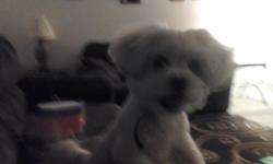 Small male maltese puppy 5months on 7/25/2012 utd on shots (I have his paperwork) Great with children and other pets House trained Looking for a LOVING home/family Call or Text 915-577-0191