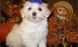 Cute and tiny Maltese puppy for sale South Florida near Fort Lauderdale. GORGEOUS WHITE AND FLUFFY HAIRCOAT! Our Maltese puppies for sale have all shots/dewormingÂ­s up to date, health certificate, papers, microchip and will also come with a FREE vet