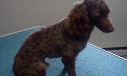 Male poodle
Call for details
319-931-5098