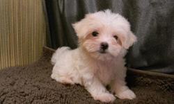 Male black & tan small Morkie $350. Unusual white female Morkie $500. Vet checked & up to date on their puppy shots.