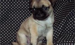 Small Pug Puppy For Sale South Florida. Our Pugs for sale have all shots/dewormings up to date, health certificate, papers, some have microchips and all come with a free vet visit! Located near Fort Lauderdale and Miami areas. Call (954)-452-8588 for our