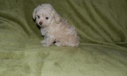 Real Small Toy Poodle Puppies
Beautiful colors, Black, Back & white, Cream and Chocolate.
DOB 7/30/11
First Puppy Vaccine
C K C registered , Puppy warranty
Comes with free Puppy Kit.
Mother 7 lbs with picture , Daddy 4 lbs
256-282-4306
$450 Boys