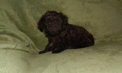 Real Small Toy Poodle Puppies
Beautiful colors, Black, Back & white, Cream and Chocolate.
DOB 7/30/11
First Puppy Vaccine
C K C registered , Puppy warranty
Comes with free Puppy Kit.
Mother 7 lbs , Daddy 4 lbs
256-282-4306