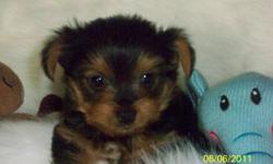 I have two small yorkie male puppies for sale. they are from a small background and are not runts. both parents are small as well as the previous generation of parents. they have good thick hair, first shots and been wormed, come with CKC reg. and been