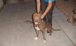 A male Pitbull, 8 months old... just love him.... he is looking for a girlfriend.....a puppy girl....he needs more space he has all his shots ...clean ,beautiful, lovable and really playful