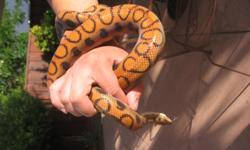 a 4yr old female brazilian rainbow boa seeking for a new owner. seriouse and experienced callers only!