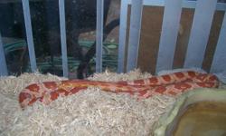 Corn snake about 53" long Snake, terrarium with screen lid, water dish, temp strip. need to sell because family are uneasy with its prescense in home. needs to go to a snake friendly peson please.
