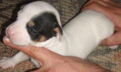 Sneezy is a female tri color mostly white with black eye patch rat terrier . She was born 1/17/11 and has just opened her eyes and had her first worming. She will have all shots and wormings before leaving. Her dam is a type B tri color tuxedo natural bob
