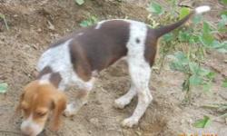 LUCILLE IS THE OLD FASHION RED TICK BEAGLE AND IS UKC REGISTERED. SHE WAS BORN MAY 15, 2011 AND IS OUT OF VERY GOOD RUNNING RABBIT DOGS. SHE WILL MAKE BOTH A GREAT HUNTING COMPANION AND/OR PET. SHE IS EASY TO HANDLE AND HAS HAD ALL OF HER SHOTS. SHE HAS