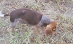 SNICKER'S GIRL 4 IS THE OLD FASHION RED TICKED BEAGLE AND IS UKC REGISTERED. SHE WAS BORN MAY 15, 2011 AND IS OUT OF VERY GOOD RUNNING RABBIT DOGS. SHE IS EASY TO HANDLE AND WILL MAKE BOTH A GREAT HUNTING COMPANION AND/OR PET. SHE HAS HAD ALL OF HER SHOTS