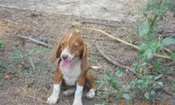 SNICKER'S GIRL 6 IS THE OLD FASHION RED TICK BEAGLE AND IS UKC REGISTERED. SHE WAS BORN MAY 15, 2011 AND IS OUT OF VERY GOOD RUNNING RABBIT DOGS. SHE IS EASY TO HANDLE AND WILL MAKE BOTH A GREAT HUNTING COMPANION AND/OR PET. SHE HAS HAD ALL OF HER SHOTS