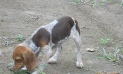 SNICKER'S GIRL 1 IS THE OLD FASHION RED TICK BEAGLE THAT IS UKC REGISTERED AND IS OUT OF VERY GOOD RUNNING RABBIT DOGS. SHE WAS BORN MAY 15, 2011 AND HAS HAD ALL OF HER SHOTS AND IS UP TO DATE ON HER DEWORMING. SHE IS EASY TO HANDLE AND WILL MAKE BOTH A