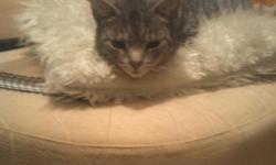 I am a grey male neutered stripey 11.5 lb bundle of furry love...Unfortunately I have F.I.D, I am a carrier and not affected by this disease... I am healthy and happy, but I do not want to transmit it to any of my current owners other cats, so I need a