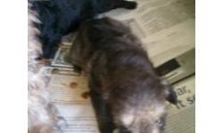 I have 1 male left .He is black with soe tan markings.The mom is a schnauzer and the dad is a toy poodle. Ready to go.He is really cute.You may call if you are interested.