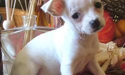 Purebred white chihuahua puppy - being hand raised in our home with kids. Is UTD on her vaccinations. She has a nice apple head and big, expressive eyes. She's just waiting for her forever home where she will be loved and spoiled. She can't wait to be