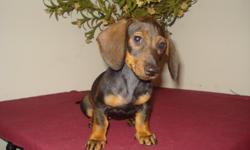 miniature dachshund puppies 2 smooth haired females 1 is a brown and tan the other is a dapple 1wiredhaired female dapple and 2 maled 1 wiredhaired male and 1 dapple wiredhaired. Raised in the house with the mother and our family.They are current on their