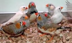 I have several Society and Zebra Finches for sale.