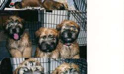 Soft Coated Wheaten Terriers, Do not shed, hand raised, Adorable, Started training, Great with kids, Great watch dogs. Females 1200. Males 1000. cash only
Rare in this Area 8 weeks old ready to go. Come with a gaurantee. shots, and registeration papers.