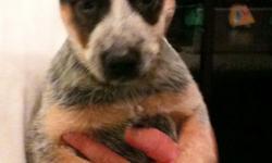 SOLD! Beautiful markings. 5 month old energetic Blue Heeler. Her name is Chloe and she is house broken and easily trained. I am leaving the island soon and cannot take her with me. She needs a good home with lots of room to run and play. Heelers are