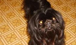 Solid Black Shihtzu 3 yrs old AKC reg
Up todate with all her shots. She is from my breeding stock
no longer able to breed due to Health Issues.
Her Name is Lil Kim. She is wonderful with her babies have had two litters in the past.
Wt is 7-8 pounds