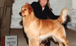 Sonshine Golden Retrievers is located om northwest Indiana near South Bend. We are a reputable breeder that does genetic health testing on our parent dogs in order to help ensure that you have a healthy, sound puppy. We have been raising quality AKC