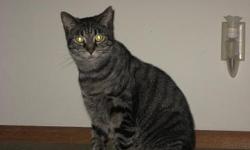 2 yr old, spayed, short haired tabby. she is current on vaccines, FELV/FIV tested, on flea prevention. comes with vet records and sample bag of food. Attitude: very playful, loves rubbing against stuff and comes when she is called. her name is Bella.
3 yr