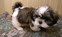 I have 4 ACA registered male Shih Tzu puppies available for $300 each. They are cute and fluffy and up to date on their shots. Female pups are $400, and I have a male that is neutered and a female that is spayed for $450. I also have an AKC registered