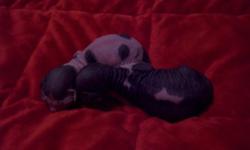 Oklahoma Sphynx is a TICA Registered Cattery in Oklahoma City. We never cage and our babies are spoiled rotten! We have a vet that is awesome that sees our kittens from 3 weeks until they go to their new homes. They all leave with age appropriate