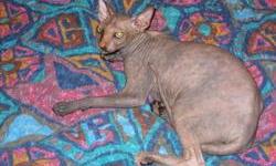 SPHYNX BREEDER REDUCTION! CALL 386-748-8973
www.RaisedWithLuv.com
"BREEDING PAIRS" AVAILABLE, AS WELL, YOUNG PROVEN ADULT MALES AVAILABLE TO PURCHASE FOR YOUR BREEDING STOCK
Young adults available: 2 FEMALES bred and POSSIBLY pregnant: Blue Van female, &