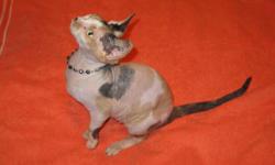 SPHYNX BREEDER REDUCTION!!!!! CALL 703-482-0623
www.RaisedWithLuv.com
"BREEDING PAIRS" AVAILABLE, AS WELL, YOUNG PROVEN ADULT MALES AVAILABLE TO PURCHASE FOR YOUR BREEDING STOCK
Young adults available: Rarer Torti Shell female, Blue Tuxedo male,