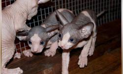 Amoire Sphynx Cattery located in Paducah, KY. Beautiful,bald,healthy,loving sphynx kittens and cats Cfa reg. Written health guar kittens are available now to select homes. We are specializing in the development of the best pointed kittens possible. We