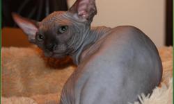 Beautiful very bald Sphynx kittens. Located in Paducah,Ky CFA and TICA registered. All Breeders are HCM scanned. Cattery tested for FIV, Leukemia, Herpes, and Bordetella. Health record and Contract with guarantee. Kittens usually available all colors. For