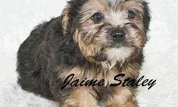 Have you ever wanted someone that would turn your bad day into a good day? Well then I'd be the boy for you! Hi, my names Spike the male Yorkshire Terrier! I was born on October 18th, 2012. My mom weighs 7lbs and my dad weighs 5lbs. There asking $650.00