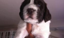 I have one male left, adorable liver and white pure breed
born 10/13/2010 shots and tails done ready to go home
Need him to go home before kids get too attached...
951-719-9787 or headqrters@yahoo.com