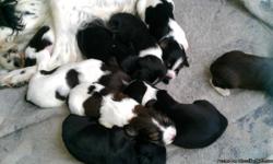 Springer spaniel puppies born on 11/25/12. Black and white, liver and white, 2 tri coloreds. 7 females and 2 males. 350 for females 300 for males. bred for hunting. 100 deposit to pick and hold a puppy. Located in Buffalo MN, dew claws removed and tails