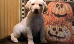 AKC Yellow Lab, male $375, male & female ACA St. Bernards $500. Delivery soon to this area.
