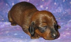 We have Standard and Tweenie size Dachshund puppies available.
Tweenies are expected to be 10-13 lbs full grown and our standards should be 25-30lbs full grown. All puppies come with 2 vaccinations, several wormings, a vet exam, health guarantee, 1 year