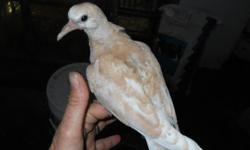 I have many doves to choose from: Tangerines, pieds, Apricots, whites, normal ringnecks, chocolates, and fawns.&nbsp; Healthy, and most of them are very young.&nbsp; Please call Linda at 727-535-5522 for more information.