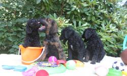 Healthy happy puppies. Will make wonderful snuggly companion animals. They will also be more than happy to hike, boat, fish or hunt. They are the original water dog.&nbsp;These versitile dogs will fit into any lifestyle. Many of our pups go to homes with