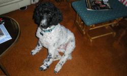 Barney got out of the fenced backyard January 29, 2011, on Second Street in NW Grand Rapids, MI (near Arshulowicz funeral home on Stocking St). He is a black and white spotted standard poodle (kind of looks like a dalmation poodle with his patterning). He
