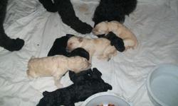 4 black and 3 apricot, one male of each color. Loveable, non shedding dogs. Born June 21. Dewclaws removed and tails cropped. First shots will be given before going to a new home.
Call 208-421-5600.