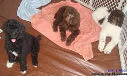 AKC Standard Poodle puppies, parti or solid.&nbsp; Champion bloodlines, vet checked and vaccinated, well socalized, house training in progress.&nbsp; Parents on site, born 9-21-12 ready now.&nbsp; Will deliver for miminal fee.&nbsp;&nbsp;&nbsp;&nbsp;