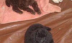 AKC Standard Poodle puppies, parti or solid.&nbsp; Champion bloodlines, vet checked and vaccinated, well socalized, house training in progress.&nbsp; Parents on site, born 9-21-12 ready now.&nbsp; Will deliver for miminal fee.&nbsp;&nbsp;&nbsp;&nbsp;